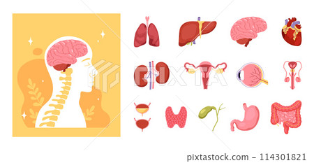 Hand drawn flat human body icon illustrations with anatomical organs set Hand drawn flat human body icon illustrations with anatomical organs set 114301821