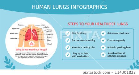 Hand drawn flat human body infographic template about lungs with information Hand drawn flat human body infographic template about lungs with information 114301822