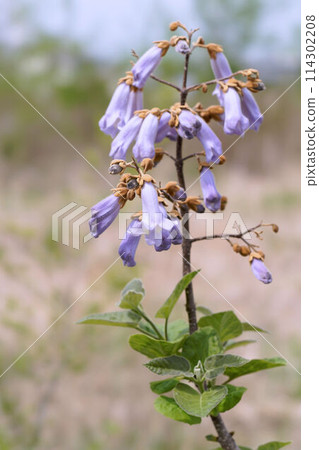 玫瑰花 玫瑰花 114302208