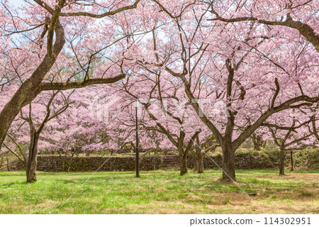 櫻花盛開 高遠城跡公園（長野縣伊那市） 日本櫻花名勝百選 114302951
