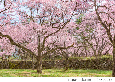 櫻花盛開 高遠城跡公園（長野縣伊那市） 日本櫻花名勝百選 114302952
