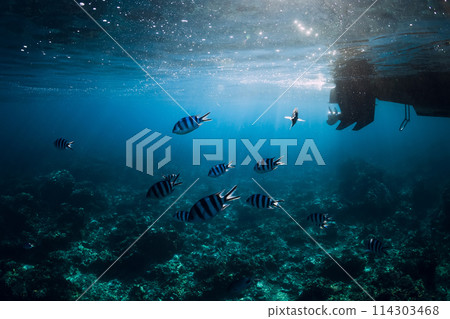 Tropical ocean with fishes underwater. Ocean background 114303468