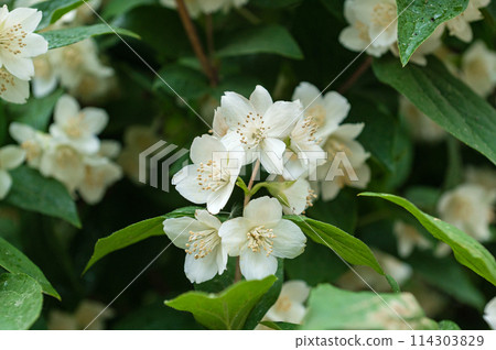 Dad and son in the front seat of a car driving a black car 114303829