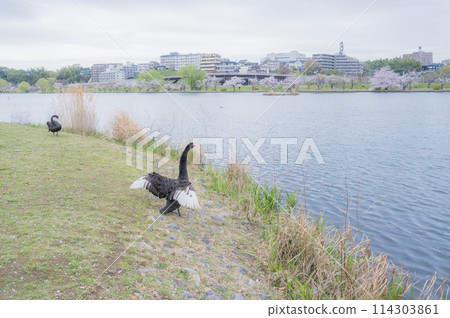 茨城船場湖黑天鵝 114303861