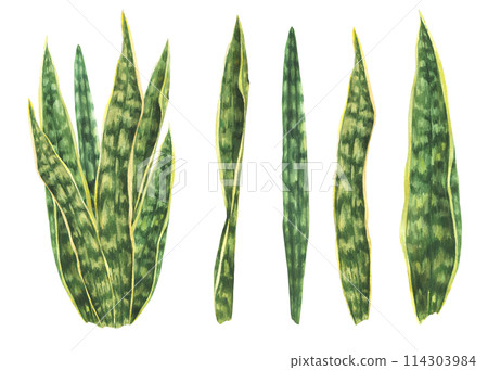 Snake plant set, exotic house plants, Sanseviera foliage. Tropical evergreen leaves bunch. Watercolor hand drawn illustration. Green living plant for greeting card print. Isolated white background.  114303984