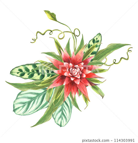 Tropical bouquet, bromeliad flower, palm leaf, calathea, creeper, home plant leaves. Exotic southern bud jungle greenery floral clipart. Watercolor hand drawn illustration. Isolated white background.  114303991