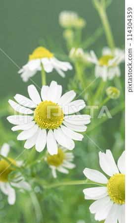 Chamomile herb natural plant stock photo Chamomile herb natural plant stock photo 114304359