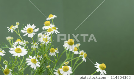 Chamomile herb natural plant stock photo Chamomile herb natural plant stock photo 114304363