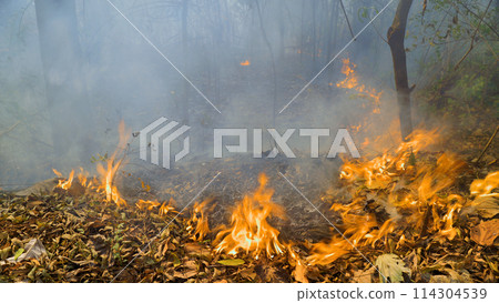 Wildfires in tropical forest release carbon dioxide (CO2) emissions and other greenhouse gases (GHG) that contribute to climate change. 114304539