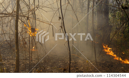 Wildfire burning Insect nest in tropical forest. 114304544