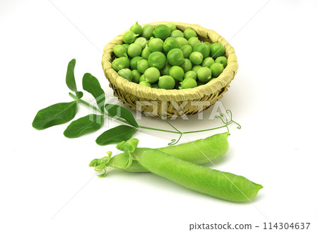 豌豆 114304637