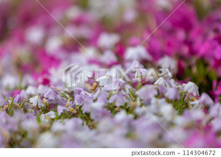 Moss pink in full bloom 114304672