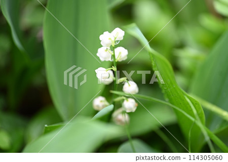Lily of the valley flower blooming in the garden of the house Lily of the valley flower blooming in the garden of the house 114305060