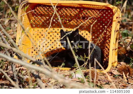 A black cat peeking out of a cage dumped in a wooded area A black cat peeking out of a cage dumped in a wooded area 114305100