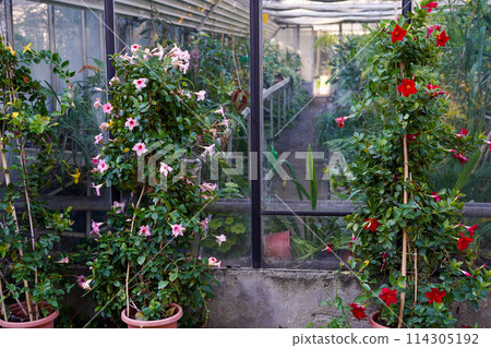 Greenhouse plants, pink and red flowers in pots 114305192