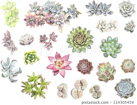 Cutout material set - succulents Cutout material set - succulents 114305459