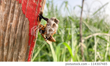 黃蜂製作巢 114307485