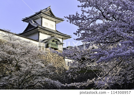Kanazawa Castle Park with cherry blossoms in full bloom under a clear blue sky 114308957