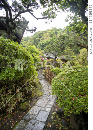 鎌倉 245 高長寺 6 114309372