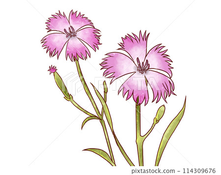 Dianthus flower illustration Dianthus flower illustration 114309676