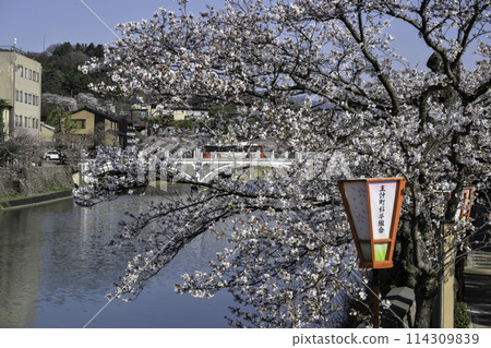 Beautiful cherry blossoms at Kazuemachi Chaya District 114309839