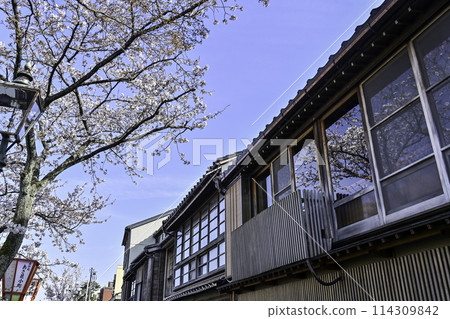 櫻花盛開的一町茶屋街 114309842