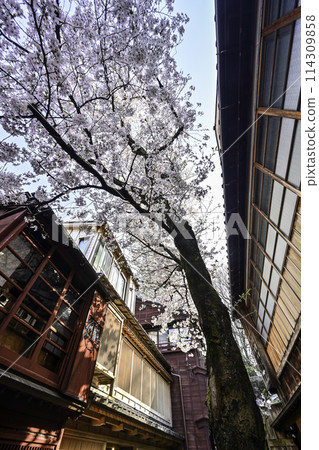 櫻花盛開的一町茶屋街 櫻花盛開的一町茶屋街 114309858