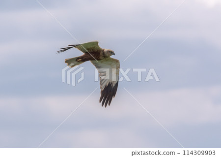 A marsh harrier in flight under blue sky A marsh harrier in flight under blue sky 114309903