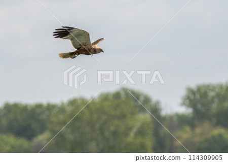 A marsh harrier in flight under blue sky A marsh harrier in flight under blue sky 114309905