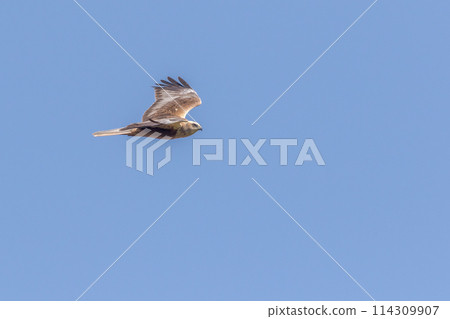 A marsh harrier in flight under blue sky A marsh harrier in flight under blue sky 114309907