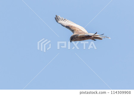 A marsh harrier in flight under blue sky A marsh harrier in flight under blue sky 114309908