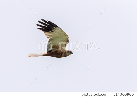 A marsh harrier in flight under blue sky A marsh harrier in flight under blue sky 114309909