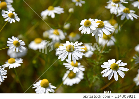 Chamomile Chamomile 114309921