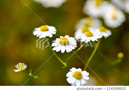 Chamomile 114309932