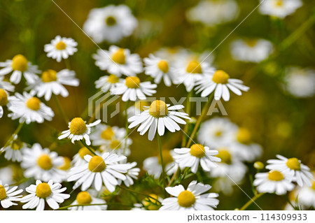 Chamomile 114309933