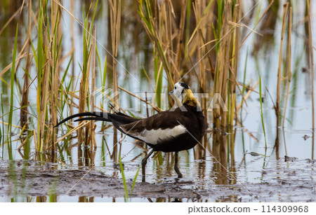 Pheasant-tailed Jacama on the ground animal portrait. 114309968