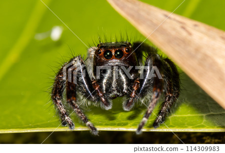 Jumping spiders animal portrait close up shot. 114309983