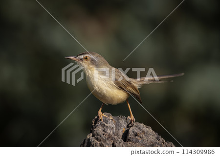 Plain Prinia on the branch animal portrait. 114309986