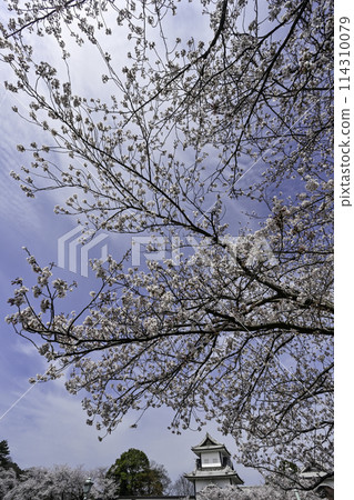 Kanazawa Castle Park with cherry blossoms in full bloom under a clear blue sky 114310079
