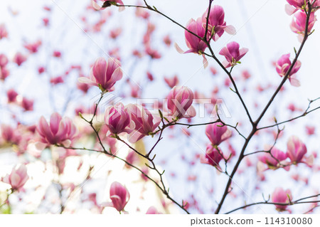 Blooming magnolia tree in springtime in city. Magnolia blossom in spring. Copy space and empty place for advertising 114310080