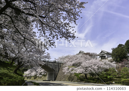 藍天櫻花盛開的金澤城公園 藍天櫻花盛開的金澤城公園 114310083