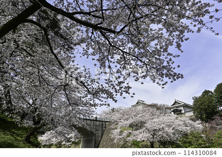 藍天櫻花盛開的金澤城公園 藍天櫻花盛開的金澤城公園 114310084