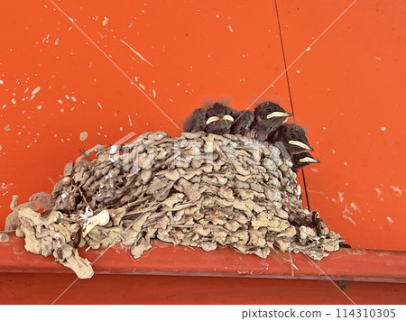 拍攝在屋簷上鳥窩裡嗷嗷待哺的小燕子 拍攝在屋簷上鳥窩裡嗷嗷待哺的小燕子 114310305