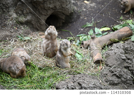 Prairie Dogs, Ueno Zoo 114310308