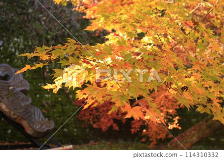 改變葉子的Momiji 改變葉子的Momiji 114310332