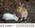 可愛的兔子 114310338