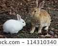 可愛的兔子 114310340