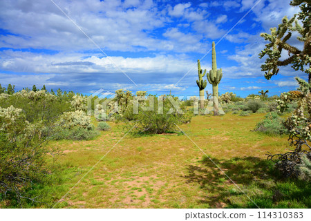 Central Sonora Desert Arizona 114310383