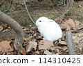 白色的小兔子 114310425