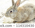 可愛的兔子臉 114310430